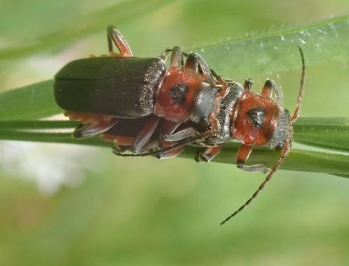 Réf. 280 754 : Cantharis rustica